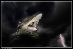 Vampire shark (Carcharhinus-draculis) Nocturnal by Dray Van Beeck 